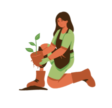 how to plant Avocado Tree