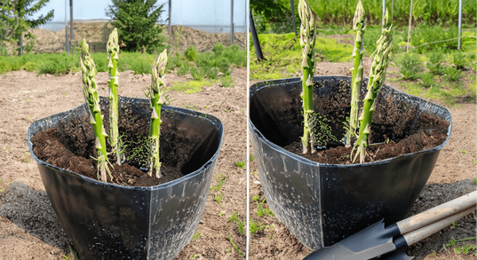 7 Steps to Grow Amazing Asparagus in Pots
