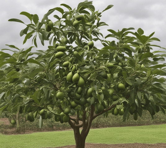 How To Propagate Avocado Trees By Cuttings A Comprehensive Guide