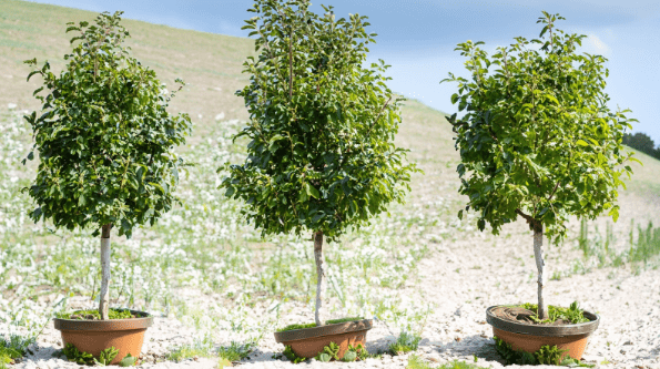 Apple Tree Size Chart - Choosing the Right Apple Tree Size