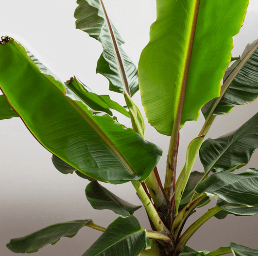 Banana Plant Houseplant: Nurturing Your Indoor Banana Tree