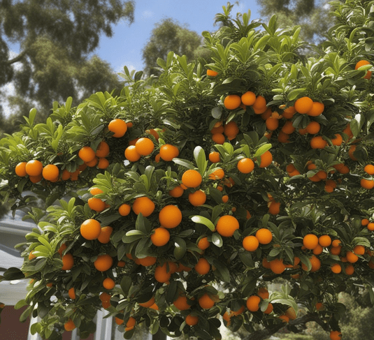 Calamondin Tree Care: Nurturing Your Calamondin Citrus Trees to Thrive