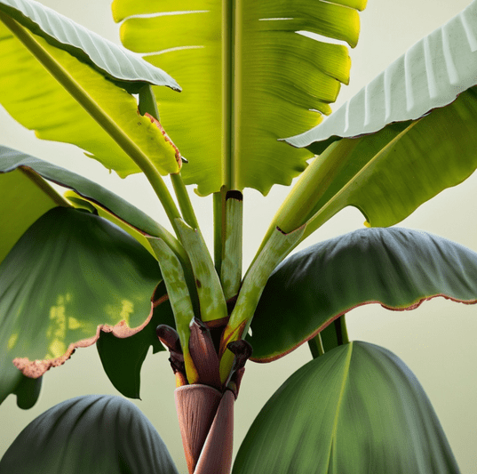Caring for Musa Basjoo: Your Guide to a Hardy Japanese Banana Plant