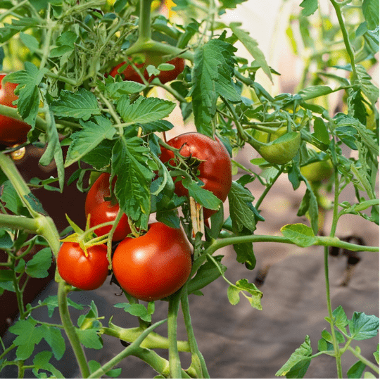 Tomato Care 101: How To Protect Tomatoes From Sunburn