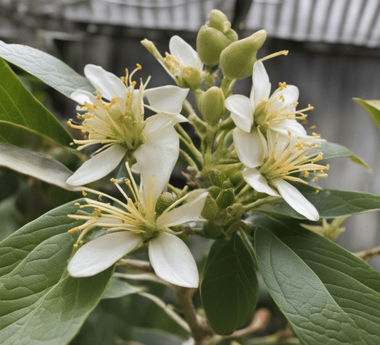 No Blooms On Avocado Trees: How to Promote Flowering in Your Avocado Tree