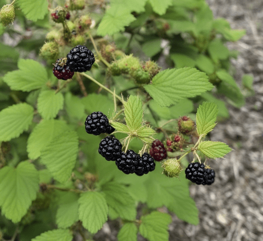 Knowing About Wild Blackberry Plant