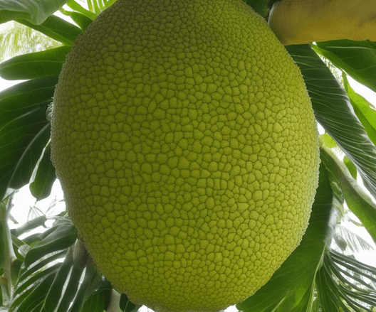 Breadfruit Winter Protection: Nurturing Breadfruit Trees in Chilly Weather
