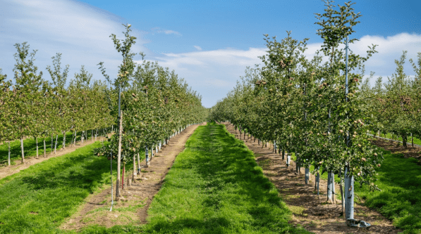 Spacing for Apple Trees - How Far Apart to Plant Apple Trees