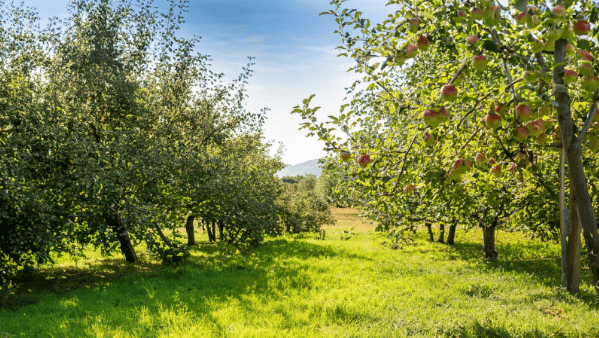The Best Climate for Growing Apples