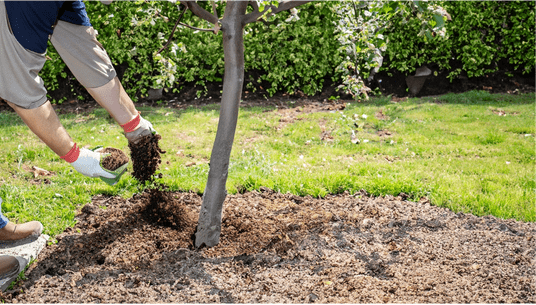 The Best Way to Fertilize Your Apple Tree - When, What, and How Much