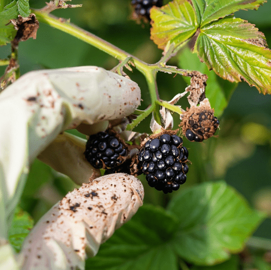 Treating Anthracnose in Blackberries - A Comprehensive Guide