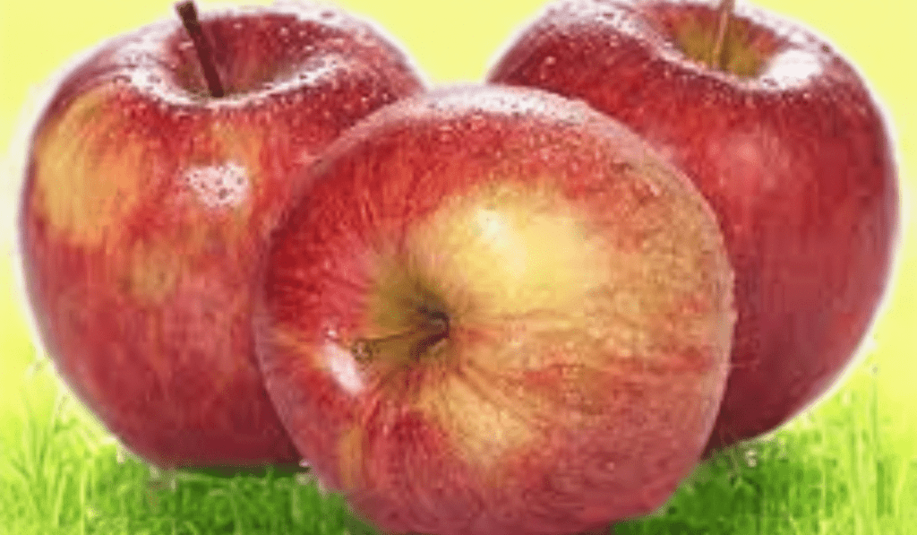 How To Plant Kiku Apple Trees - 7 Steps