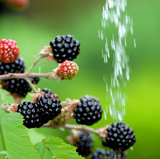 Watering Blackberry Bushes - A Guide to Proper Irrigation