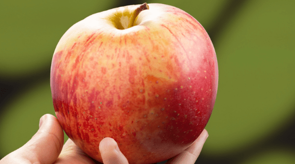 When is the Best Time to Plant Apple Trees.