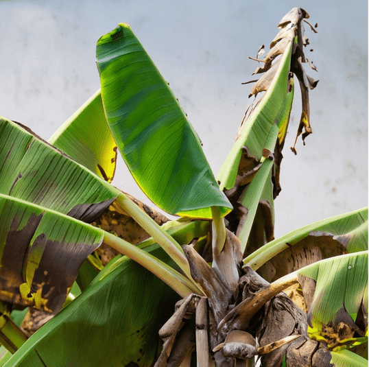 Why Do Banana Trees Die After Fruiting? Understanding Banana Tree Fruit Issues