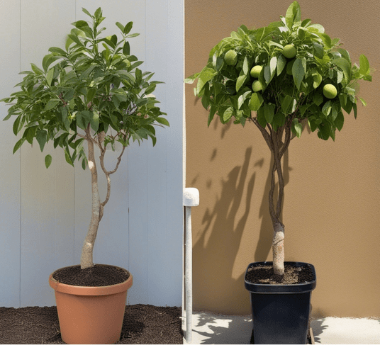 Leggy Avocado Plant – Understanding and Remedying Legginess in Your Avocado Tree