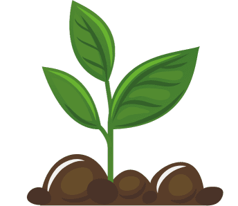 how to plant avocado tree complete guideline