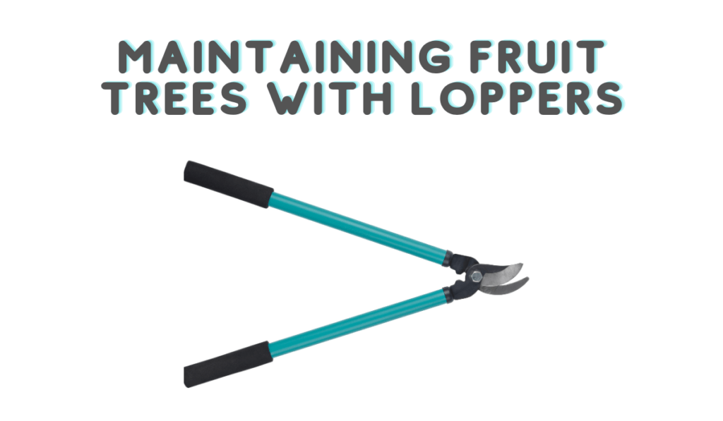 Maintaining Fruit Trees With Loppers