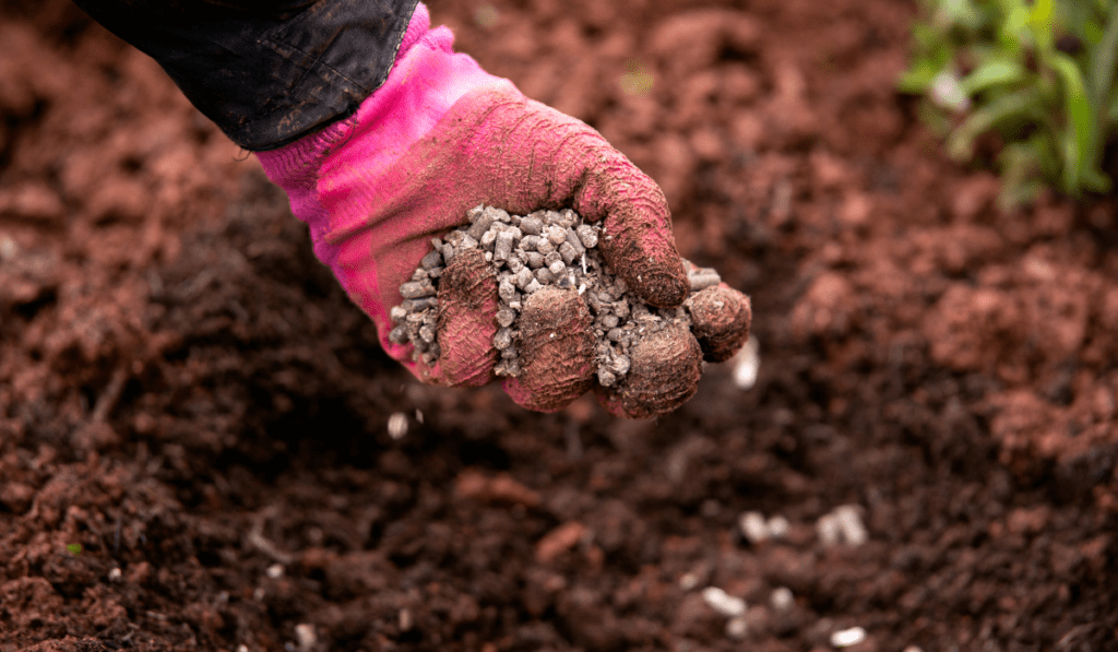 How Do You Prepare Ground for Alfalfa?