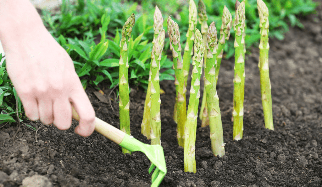 Planting Asparabest Asparagus 2023: Secrets for a Bountiful Harvest