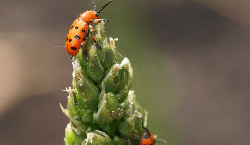 09 Most Common Pest Asparagus: How to Identity and Prevent