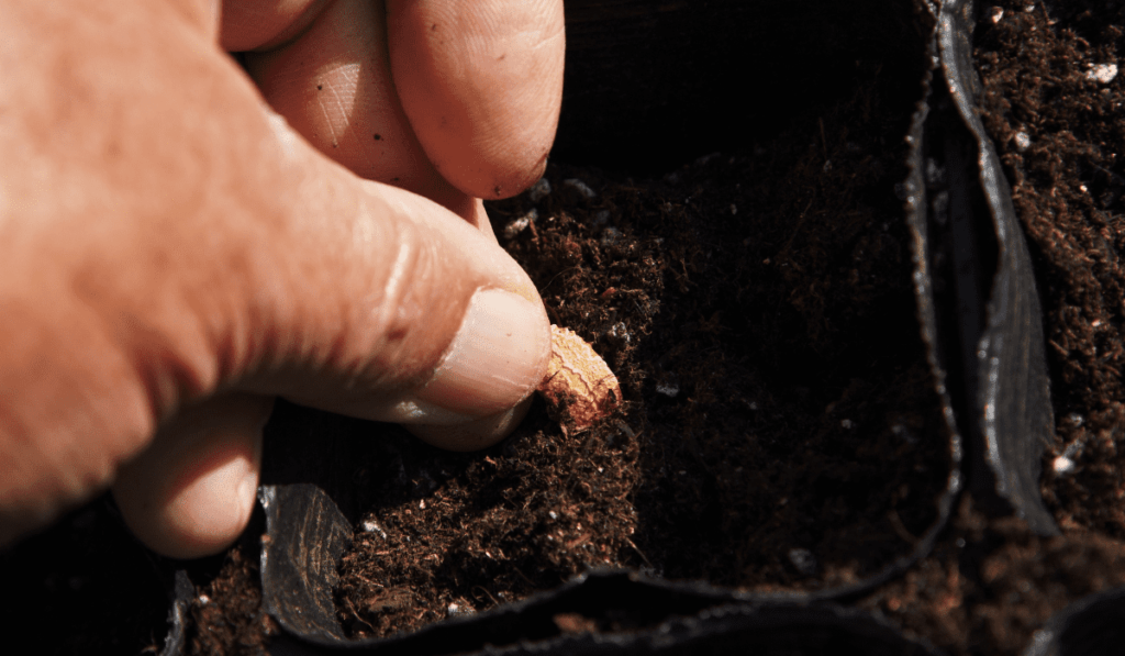 Soil Preparation for Bitter Gourd: Expert Tips