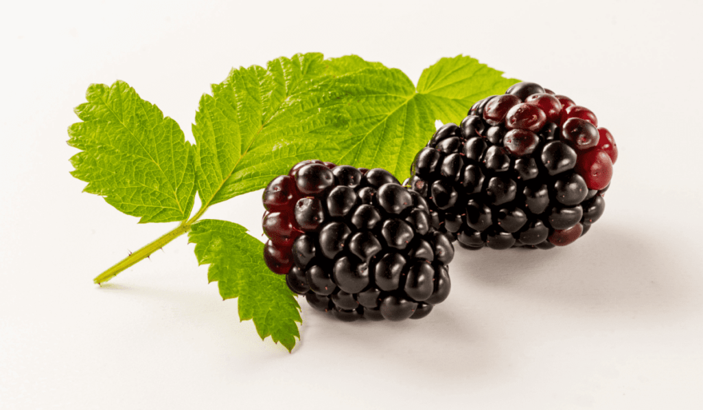 How Long Does it Take for Boysenberries to Grow? - My Gardens Way