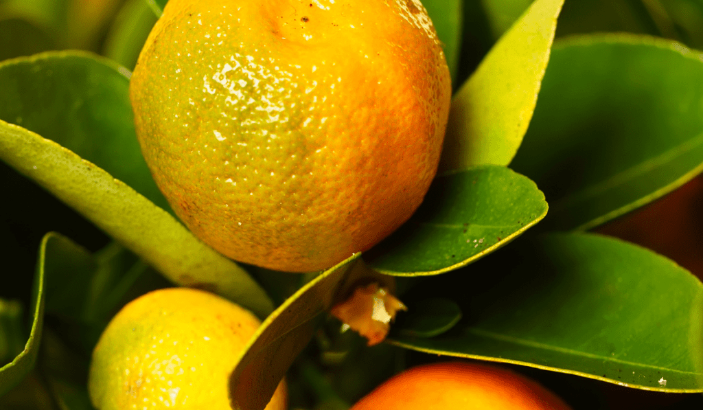 10 Common Calamondin Tree Pests: Identification, Prevention, and Management