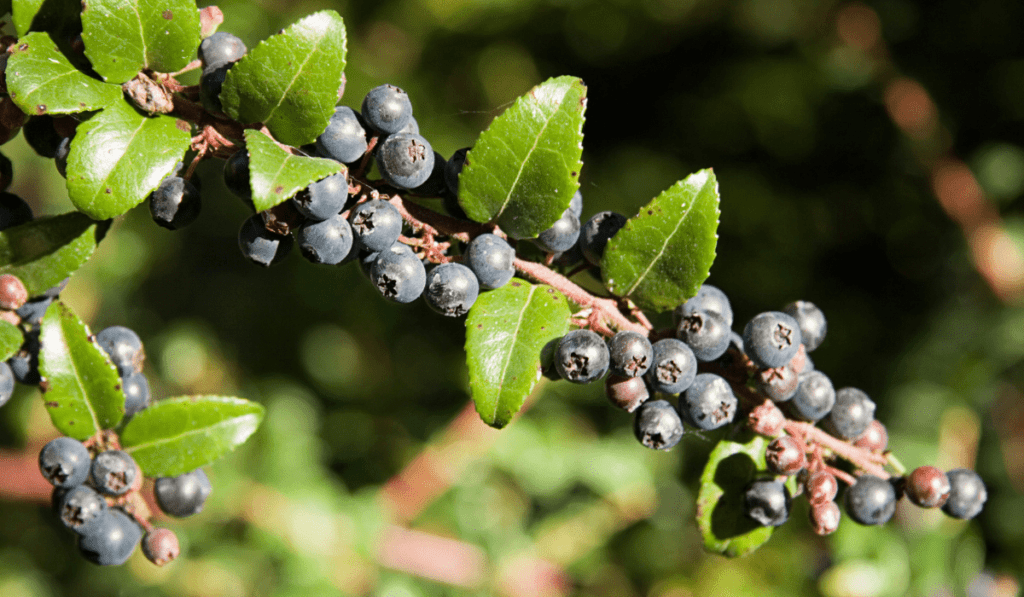 A Guide to Planting Perfect Huckleberries in Your Garden