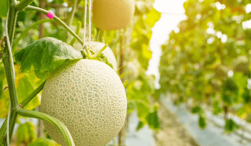 Is it Better To Grow Cantaloupe on The Ground or Trellis?