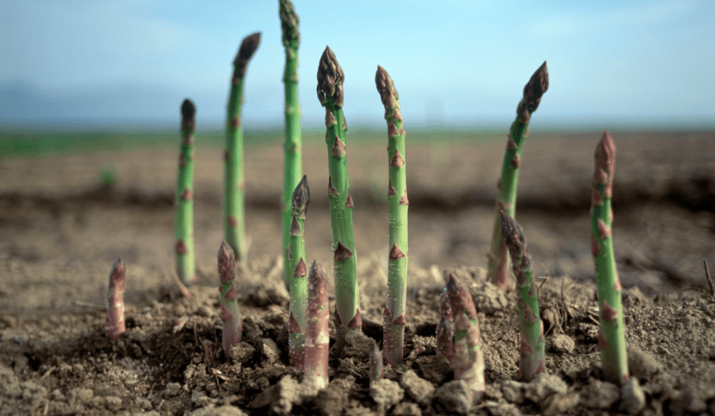 09 Common Disease Asparagus ( Identification & Management )