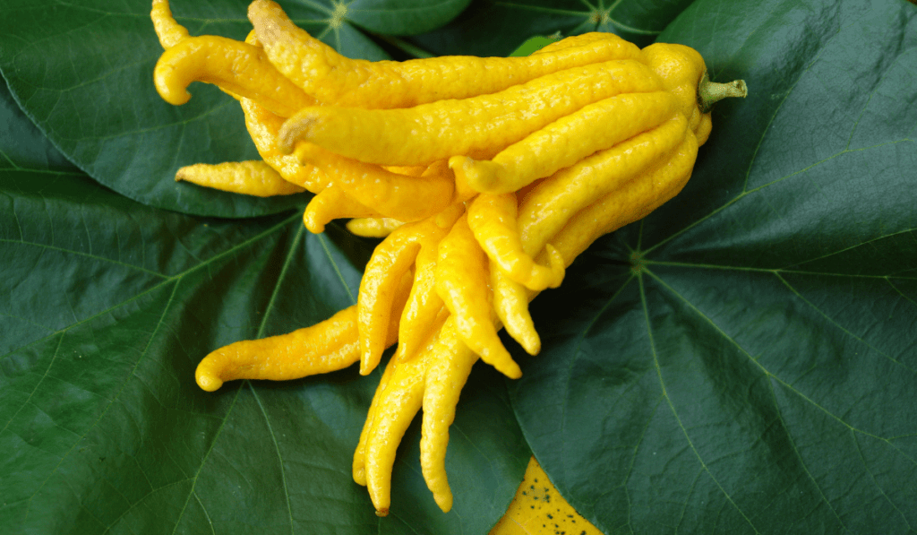 Varieties of Buddha's Hand Fruit Trees - Exploring the Citrus Medica Fingered
