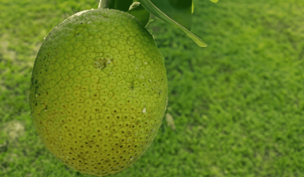 How To Plant Hawaiian Variety Ma'afala Breadfruit - 9 Easy Steps