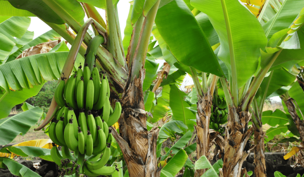 Are Banana Trees Hard to Grow? - My Gardens Way
