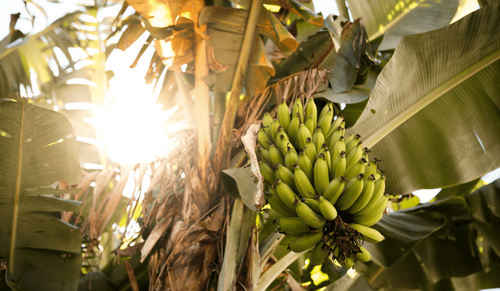 Where is the Best Place to Plant a Banana Tree? - My Gardens Way