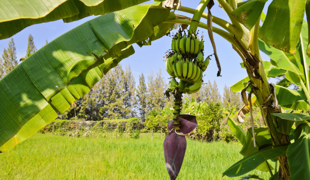 What Happens If You Don't Cut Back Banana Trees?