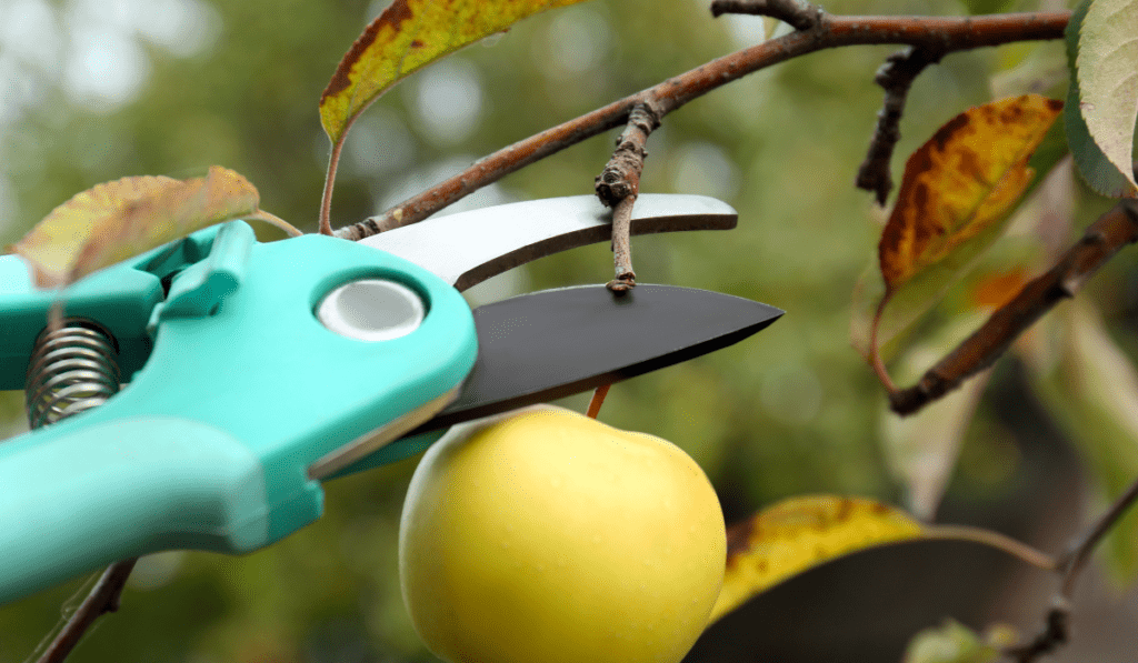Guide to Choosing Pruning Tools for Apple Trees