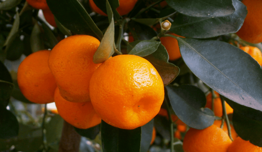 How Long Does it Take for Calamondin to Bear Fruit?