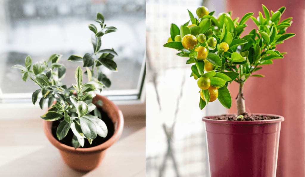 Can You Grow Calamondin in Pots?
