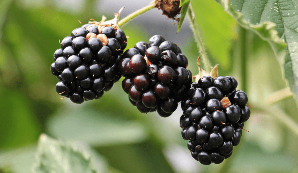 Choosing the Best Location for Planting Blackberries - A Comprehensive Guide