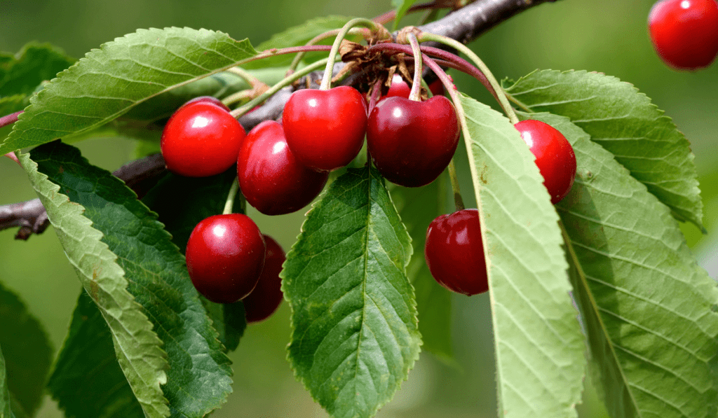 Best Month to Plant Cherries
