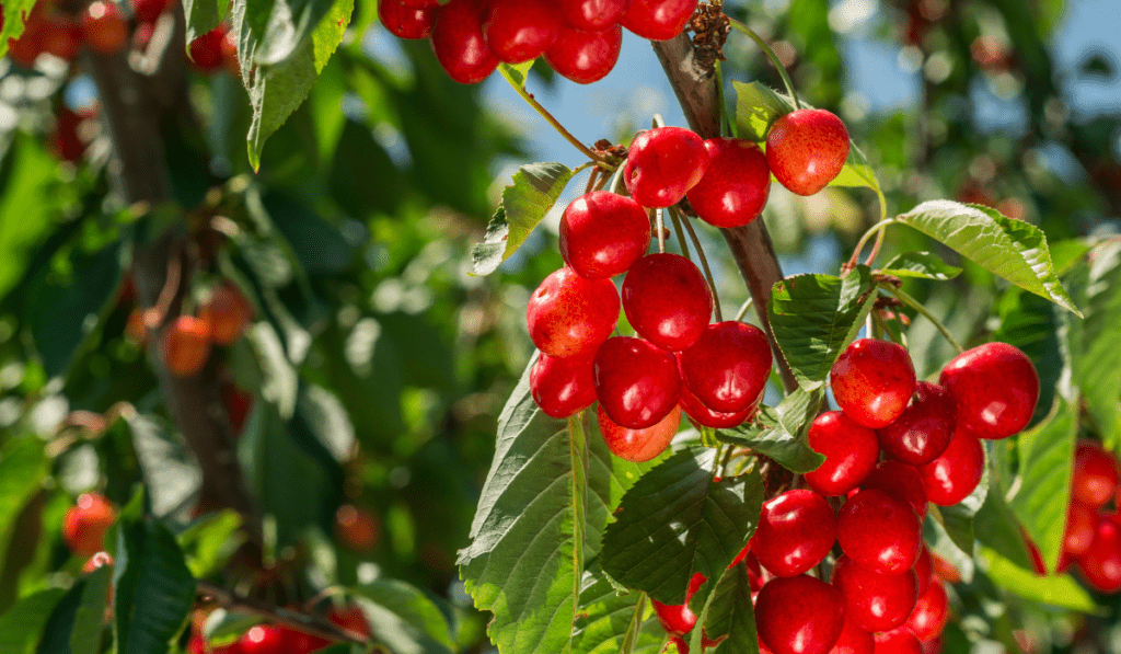 09 Best Cherry Tree Varieties