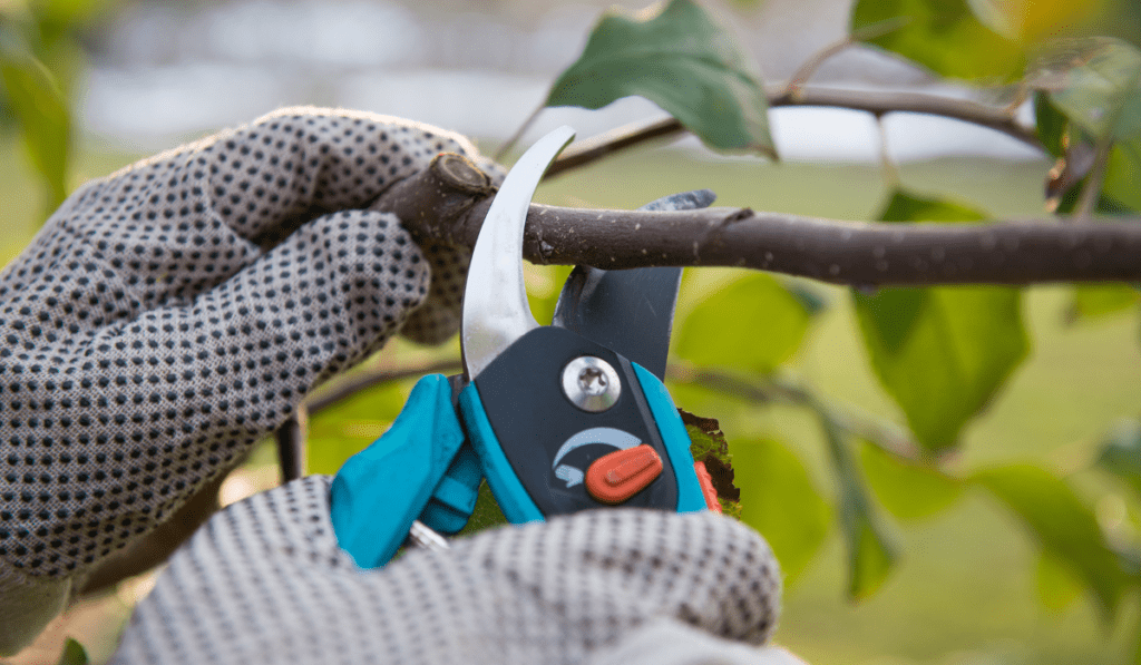 Apple Tree Pruning Essentials