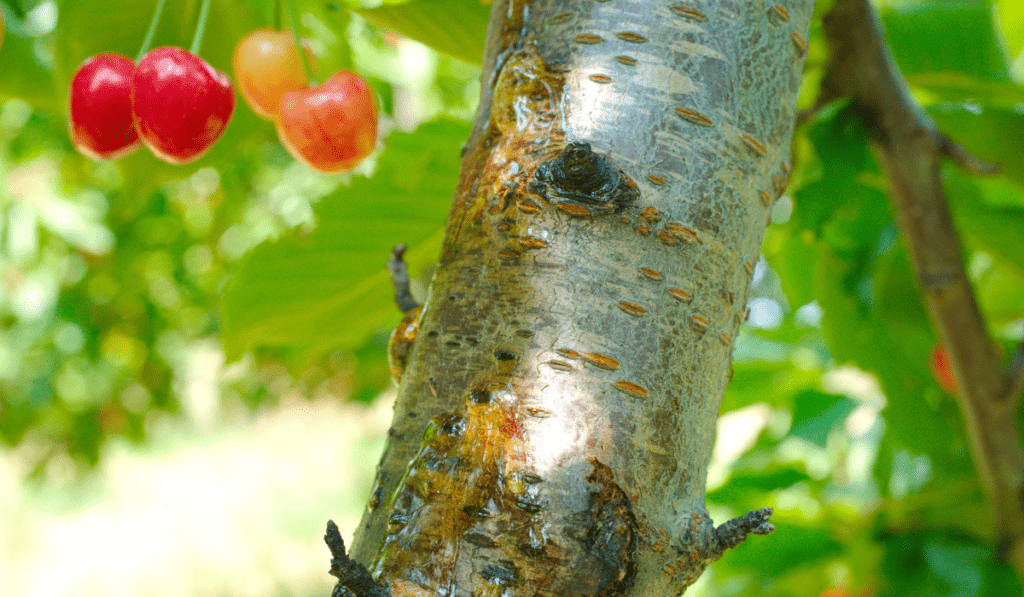 11 Common Cherry Tree Diseases