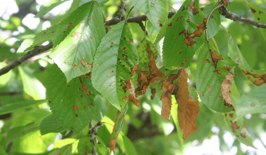 07 Common Pest Cherry Trees