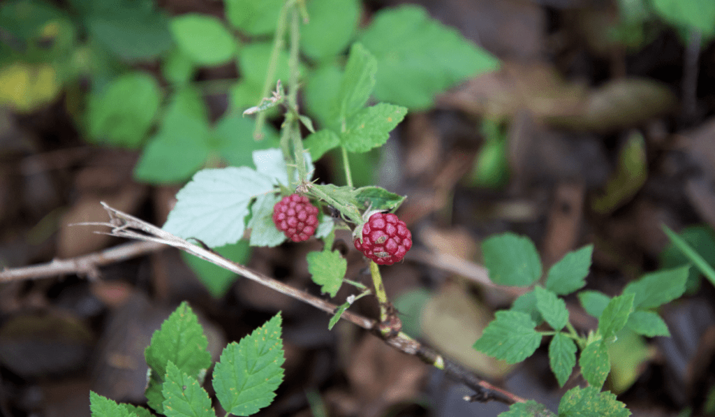 09 Common Pest Boysenberries (You Need to Know)