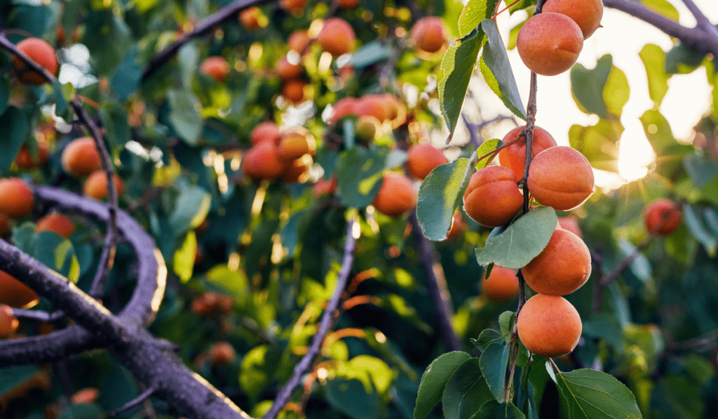 How to Plant Apricot - A Complete Guide