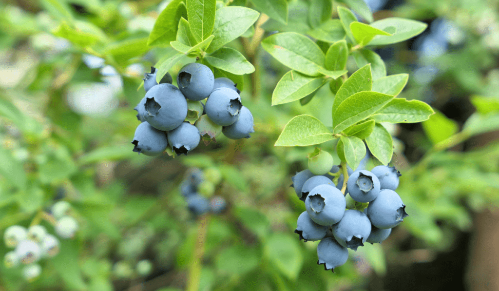 How Long Does it Take for Blueberries To Grow?