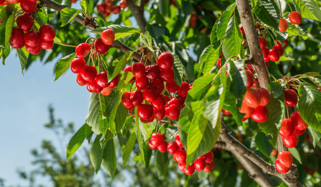 How To Plant Cherry Trees - A Complete Guideline