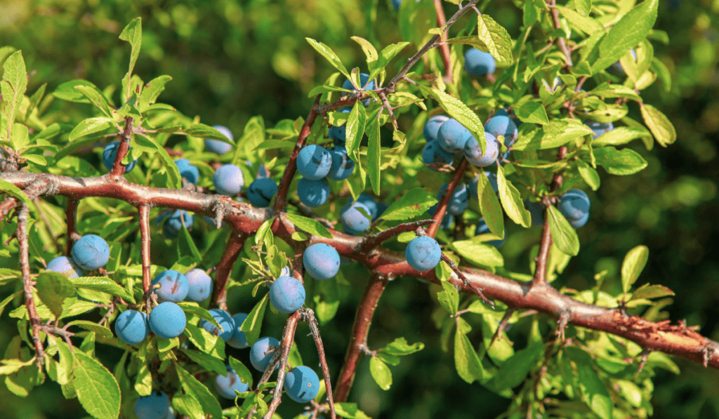 What Month Should You Plant Blueberries?
